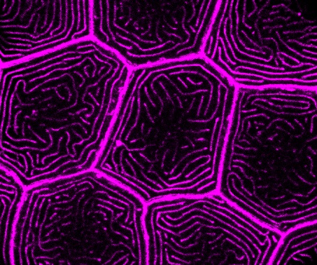 Cell Organization and Function