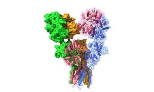 Macromolecular Structure and Function