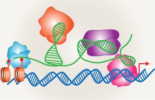 Regulatory RNAs and Gene Expression